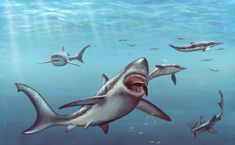 Prehistoryczny rekin Megalodon