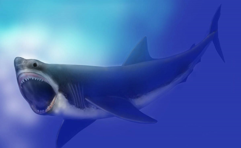 Megalodon karcharodona TAK