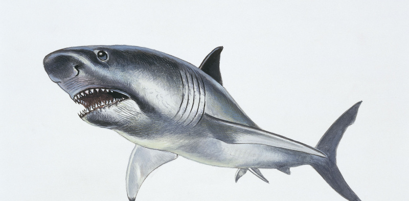 Rekonstrukcja Megalodon (Carcharodon megalodon) wymarłego gatunku rekina, który żył między eocenem a pliocenem. Rysunek