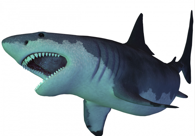 Rekin Megalodon to wymarły rekin megazębny, który istniał w czasach prehistorycznych, od oligocenu po epokę plejstocenu