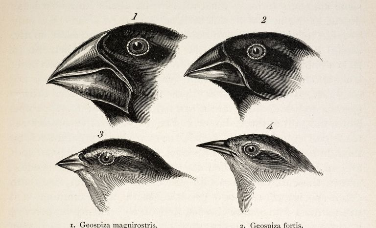 Ilustración de Darwin