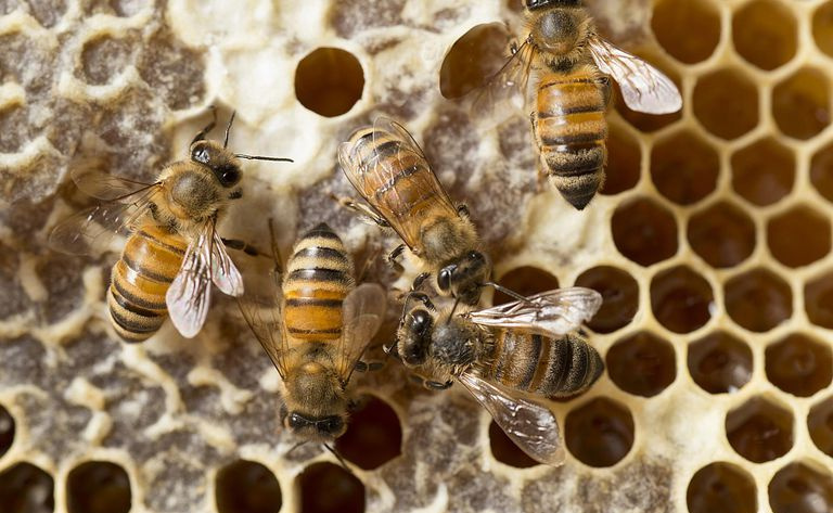 Abejas desde arriba en su colmena