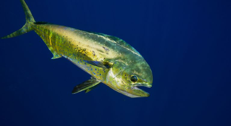 Byk delfin lub mahi-mahi