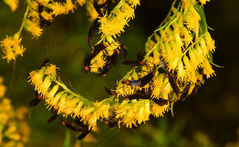 Florydy zakochani mieszają się w kwitnącej roślinności