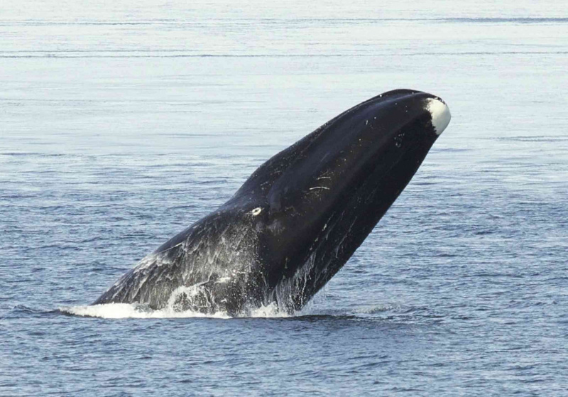 Bowhead valis, kas izlec no ūdens.