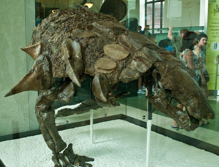 Edmontonia