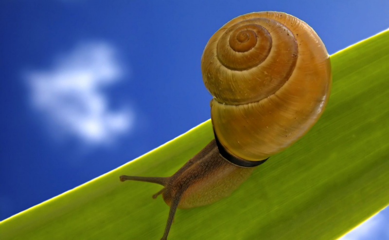 Zamknij się ślimaka na liściu