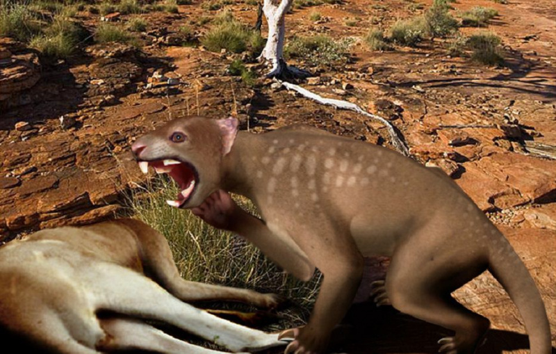 Representación artística de un tilacoleo atacando a otro animal.