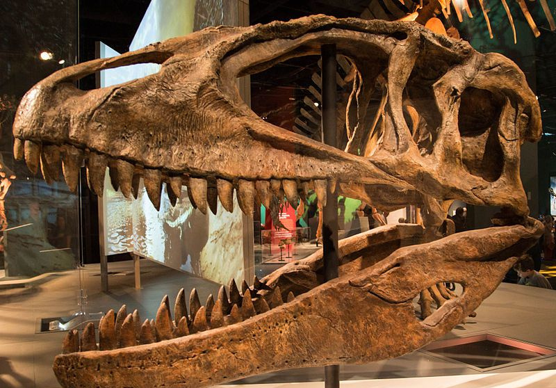 Crâne de Carcharodontosaure