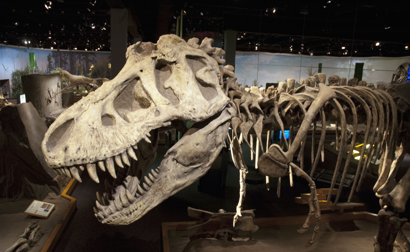 Giganotosaurus, Musée Royal Tyrell, Drumheller, Alberta, Canada