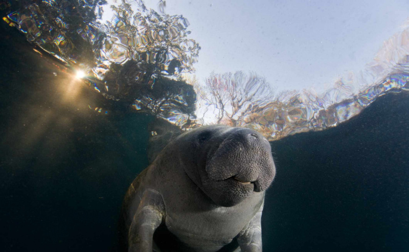 Manatee at Surface / スティーブン・トレインオフ Ph.D. /瞬間/ゲッティイメージズ