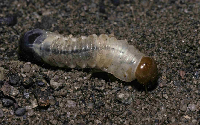 Close-up da larva Scarabaeiforme.