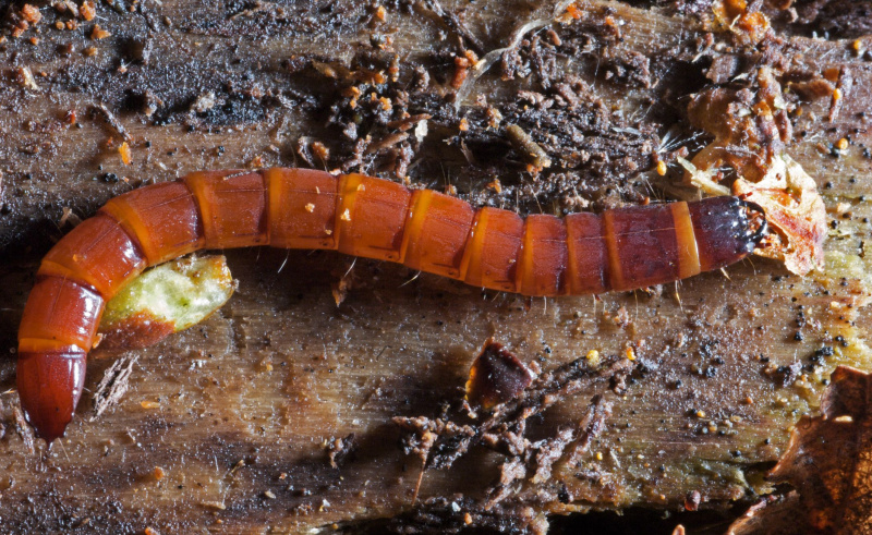 Feche de larvas elateriformes na casca.