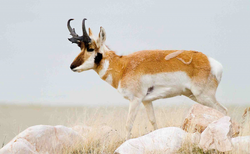 Pronghorn - Antilocapra americana