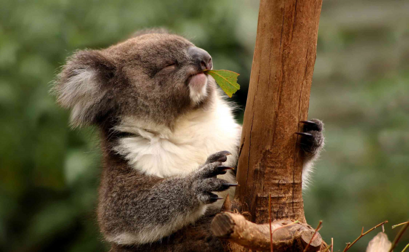 Koala: Phascolarctos cinereus