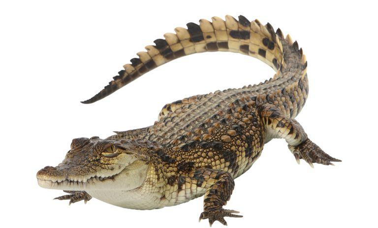 Mladi nilski krokodil