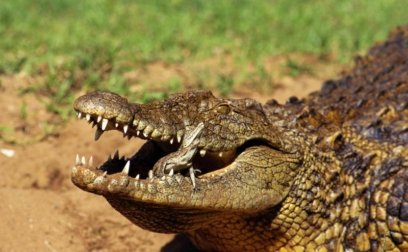 Krokodil, ki nosi mlade v gobcu