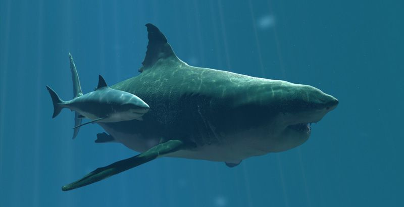 megalodon og mindre megalodon