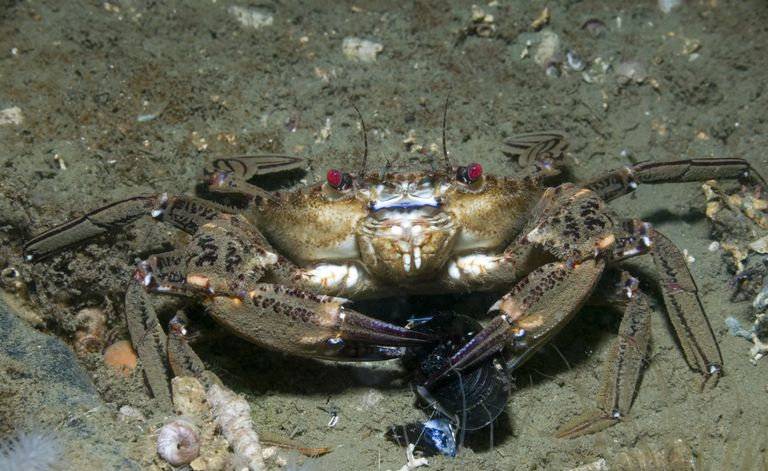 Krab aksamitny jedzący omułek jadalny