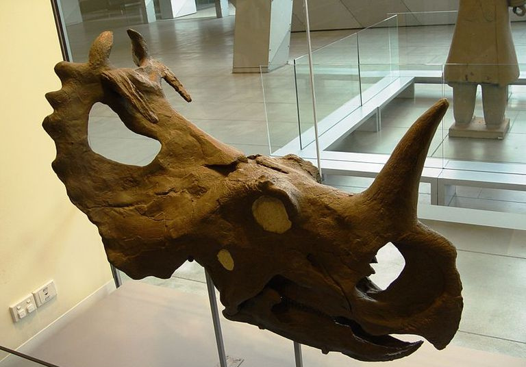 centrosaurus