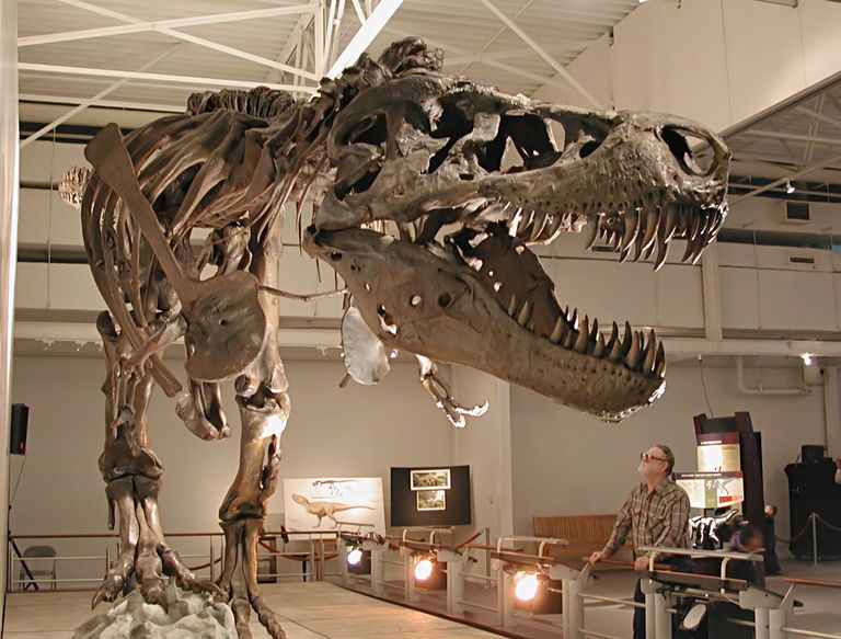 mann ser på t rex skjelett