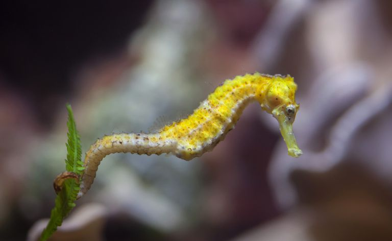 Langsnuter eller slank sjøhest (Hippocampus reidi)