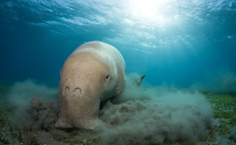 Dugong (Dugong dugon) alimentando-se de ervas marinhas, norte do Mar Vermelho, Egito