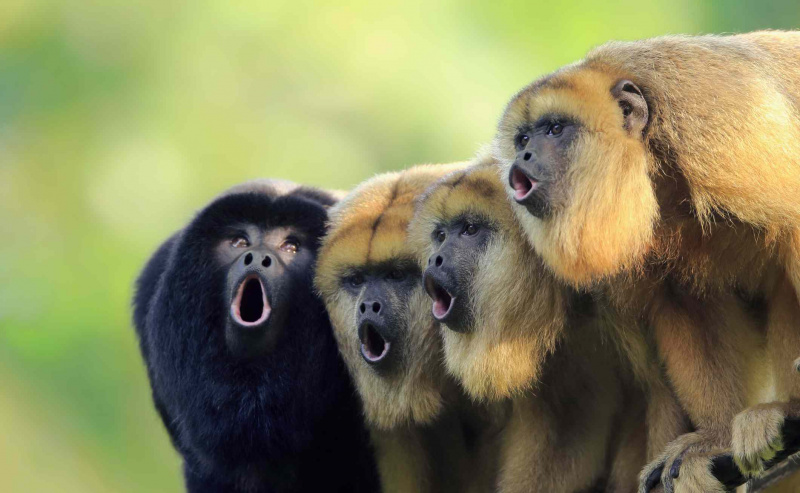 Singes hurleurs mâles et femelles