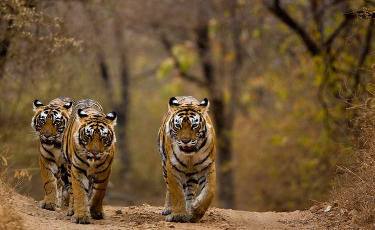 Tre tigre (Panthera tigris) går