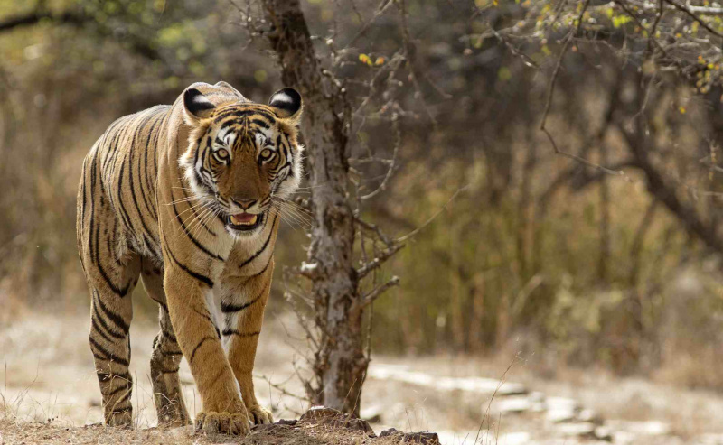 Bengal Tiger ved Ranthambhore nasjonalpark i Rajasthan, India