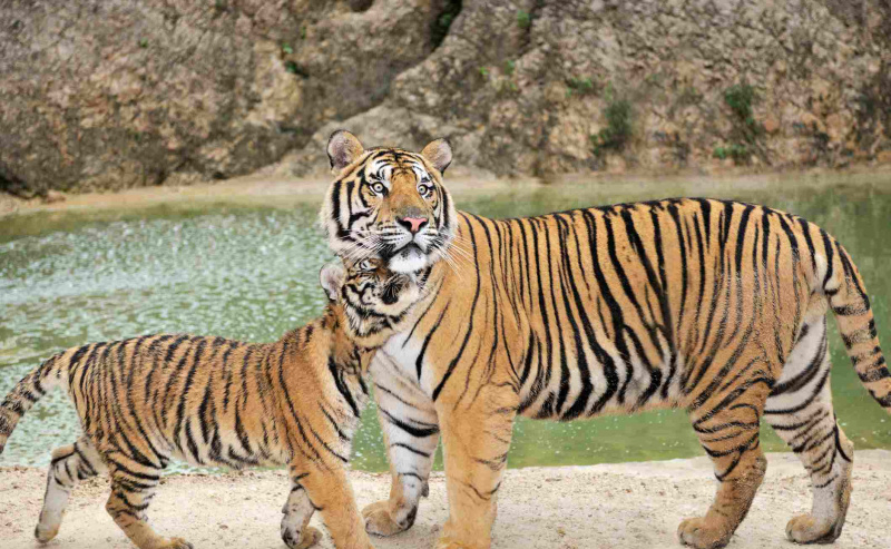 Fullvoksen bengalsk tiger som passer på ungen sin