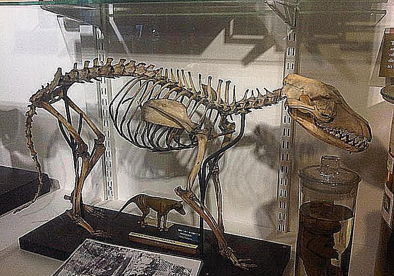 Grant Museo de Zoología