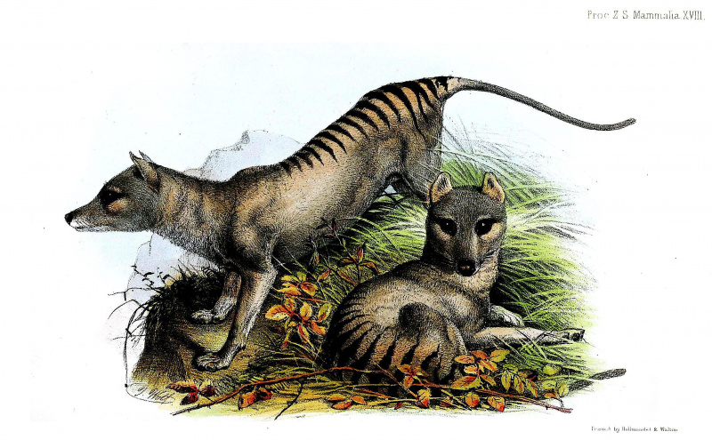 Tigre de Tasmania