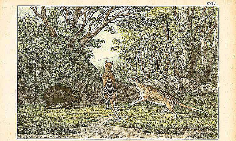 Obra de arte que representa al tigre de Tasmania