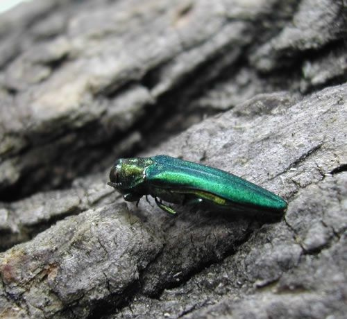 I trivellatori di frassino color smeraldo sono di colore verde metallizzato e appartengono alla famiglia degli scarabei gioiello.