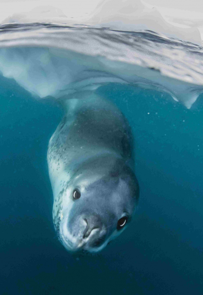 I maschi di foca leopardo appendono sotto il ghiaccio quando cantano.