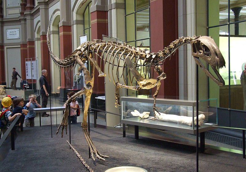elafrosaurio