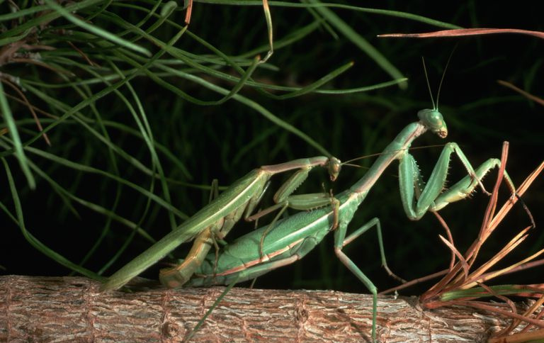 Carolina-Mantis-Paarung