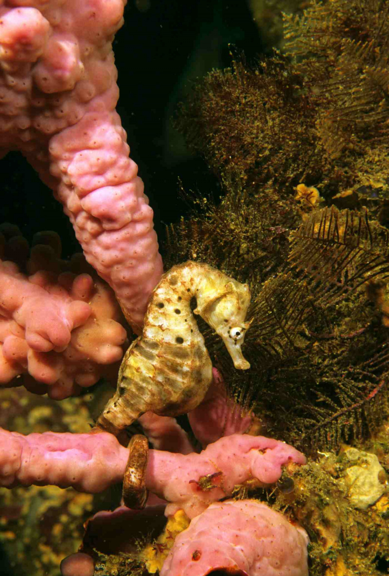 Big-Bellied Seahorse / Auscape / UIG /ゲッティイメージズ