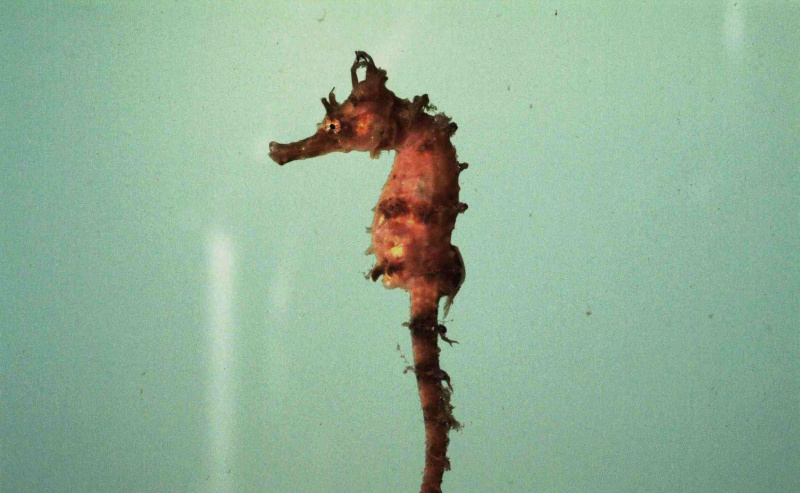 Lined Seahorse / SEFSC パスカグーラ研究所; Brandi Noble のコレクション、NOAA/NMFS/SEFSC