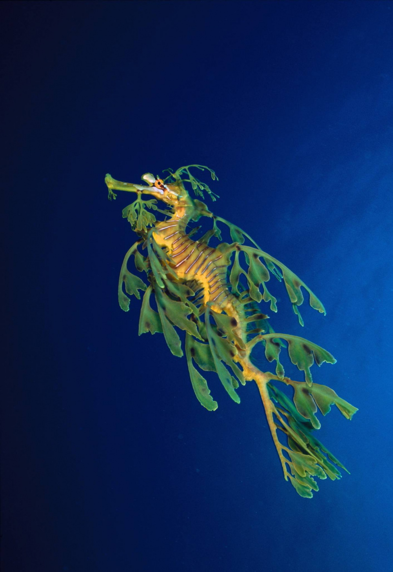 Seadragon / David Hall / age fotostock /ゲッティイメージズ