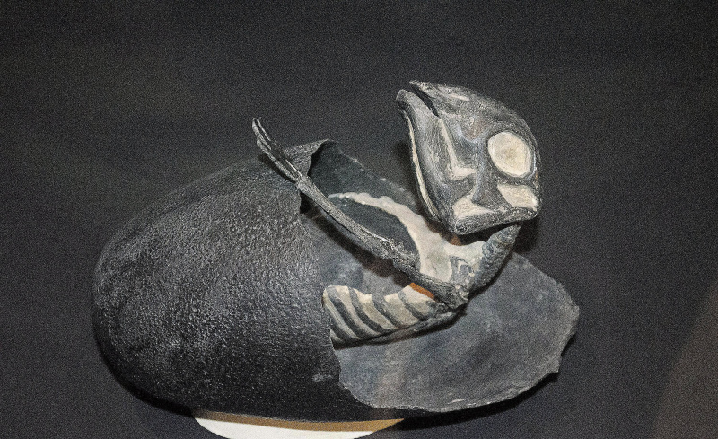 mayasaura