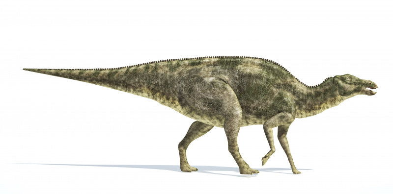 dinosaurio maiasaura, ilustraciones