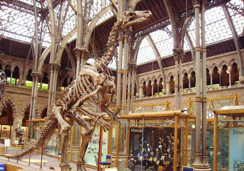 Komplettes Iguanodon-Skelett in einem Museum.
