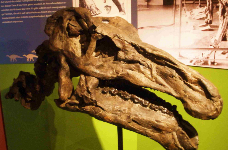 Nahaufnahme des Iguanodon-Schädels.