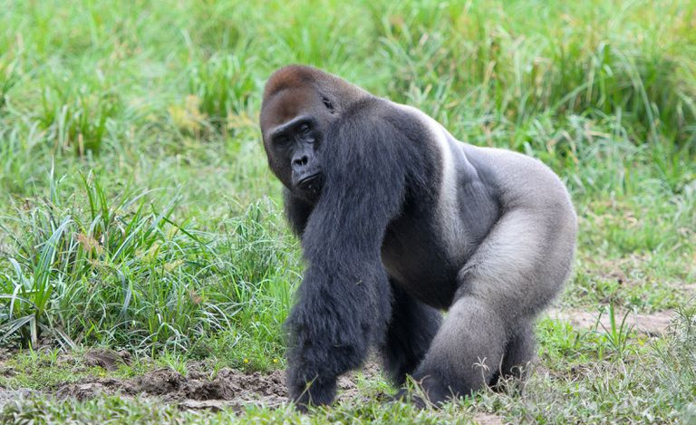 Zachodni goryl nizinny (Gorilla gorilla gorilla), Bayanga, Republika Środkowoafrykańska