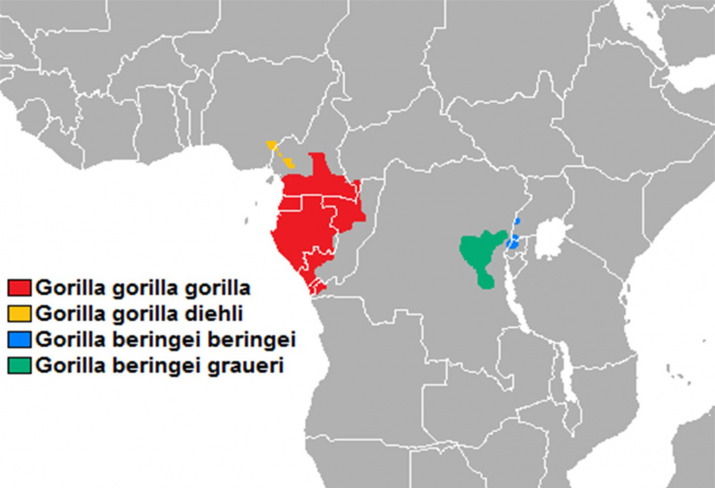 Rozmieszczenie gatunków goryli