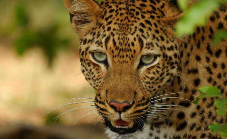 Leopardo che esamina la macchina fotografica