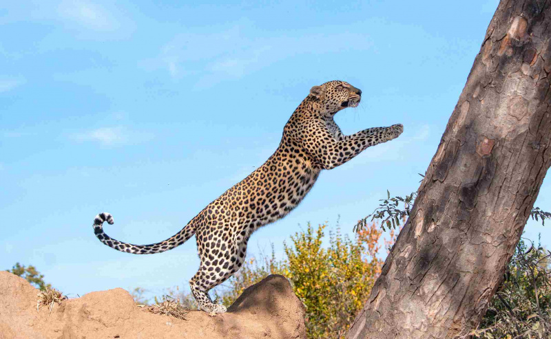 Leopardo volante