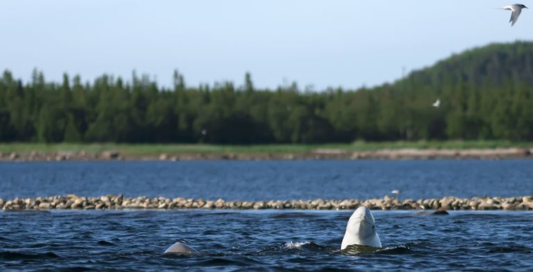 Delfiner løver i naturen